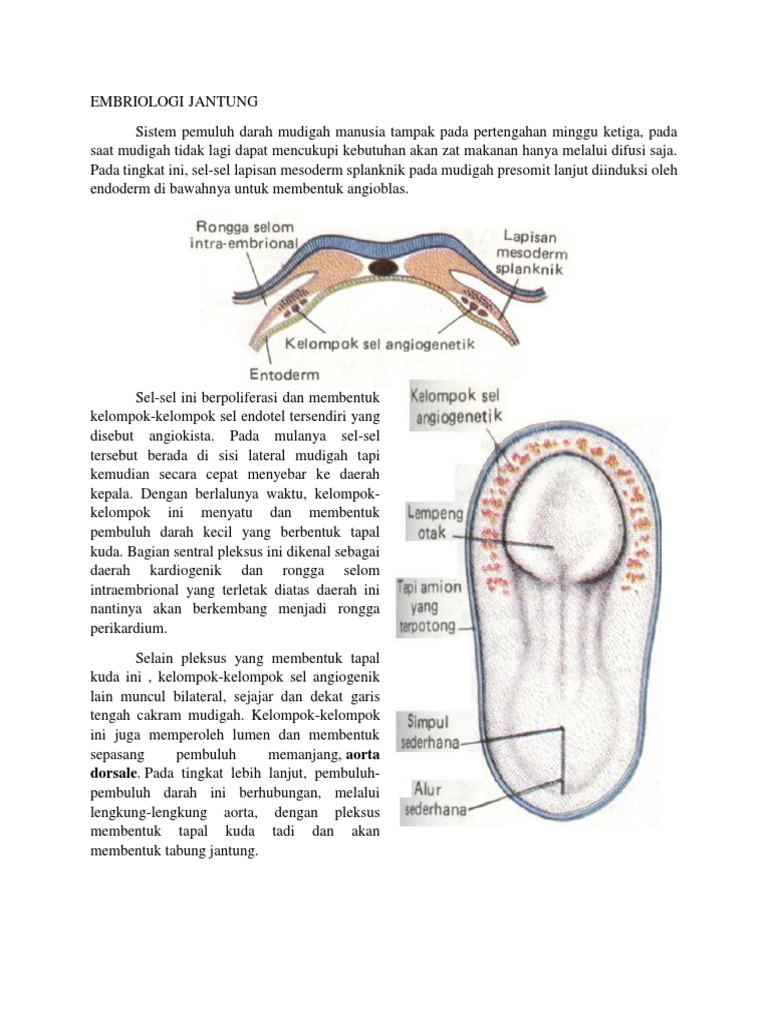 embriologi jantung manusia